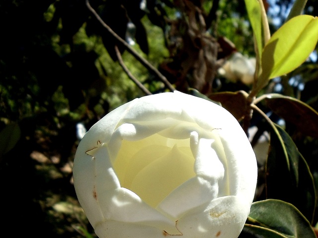 [magnolia ball[7].jpg]
