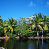 La entrada a la Laguna Limon - El Cedro, Miches, Dominican Republic - http://www.rancholacueva.com