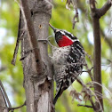 Nuttall's Woodpecker