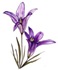 Purple Flowers Purple Flowers