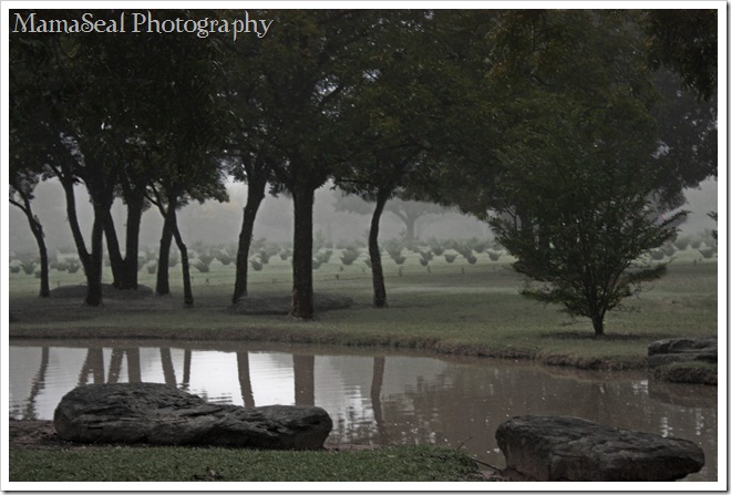 Trees in Fog Trees in Fog