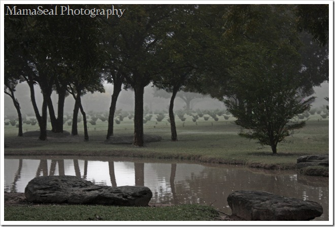 Trees in Fog