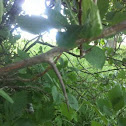 Unnamed spotting