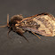 Eudalaca sp.