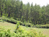 Pine Gardens on the Jeypore-Koraput route