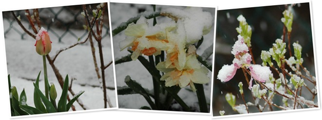 View flowers