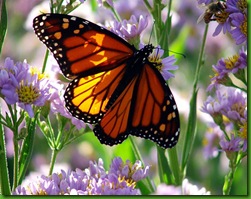 monarch butterfly