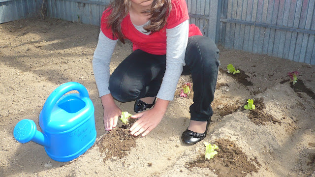 Plantacións
