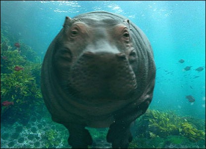 [hippo_in_Water[3].jpg]