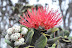 Red 'Ōhi'a Lehua - official flower of the Big Island. Photo taken on Kiluea by Lisa Callagher Onizuka.