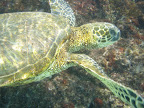 Sea turtle (Honu) swimming by as we snorkle. Big Island, Hawaii near Hapuna Beach. Photo by Lisa Callagher Onizuka