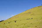 Cattle roaming verdant hillside - Waimea, Big Island, Hawaii 