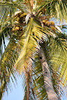 Coconut palm full of coconuts. 