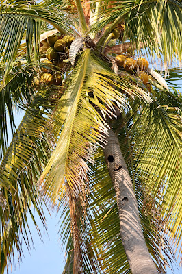 Coconut palm full of coconuts. 