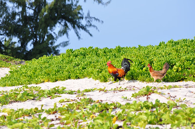Beach Chickens. Rooster and his hen in paradise. Hawaii 