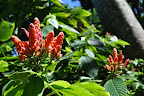 Tropical flowers in the sun. (Hawaii Tropical Botanical Garden near Hilo - htbg.com) 