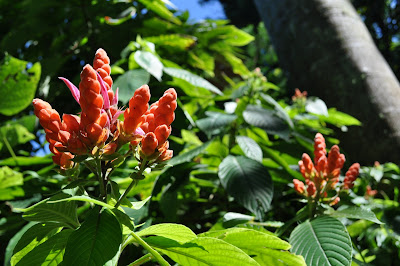 Tropical flowers in the sun. (Hawaii Tropical Botanical Garden near Hilo - htbg.com) 