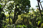 Amazingly green tropical garden jungle (Hawaii Tropical Botanical Garden near Hilo - htbg.com). 