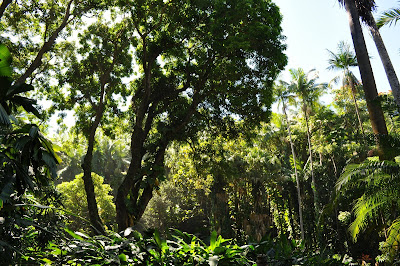Amazingly green tropical garden jungle (Hawaii Tropical Botanical Garden near Hilo - htbg.com). 