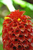 Indonesian Ginger flower 