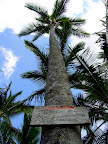Caution: Falling Coconuts - Hilo Hawaii Photo by Raymond Chambers