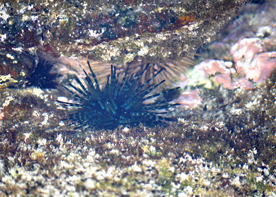 Tide pool sea urchin with blue striped spines. Near Kona, Hawaii. 