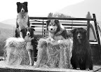 Four ranch dogs and their truck