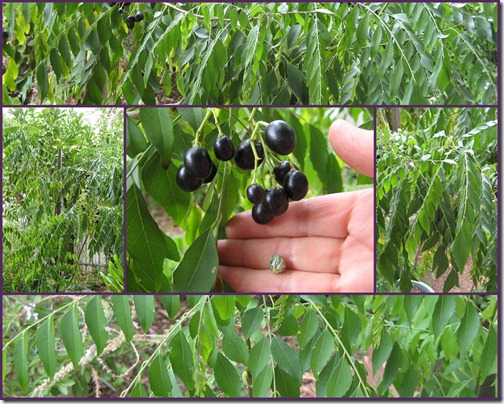 Curry Leaf Tree Berries & Chillies1