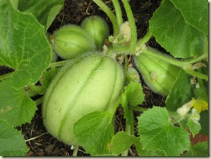 Cucumbers