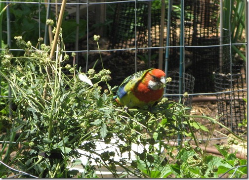 Rosella in the Salad Burnett-16