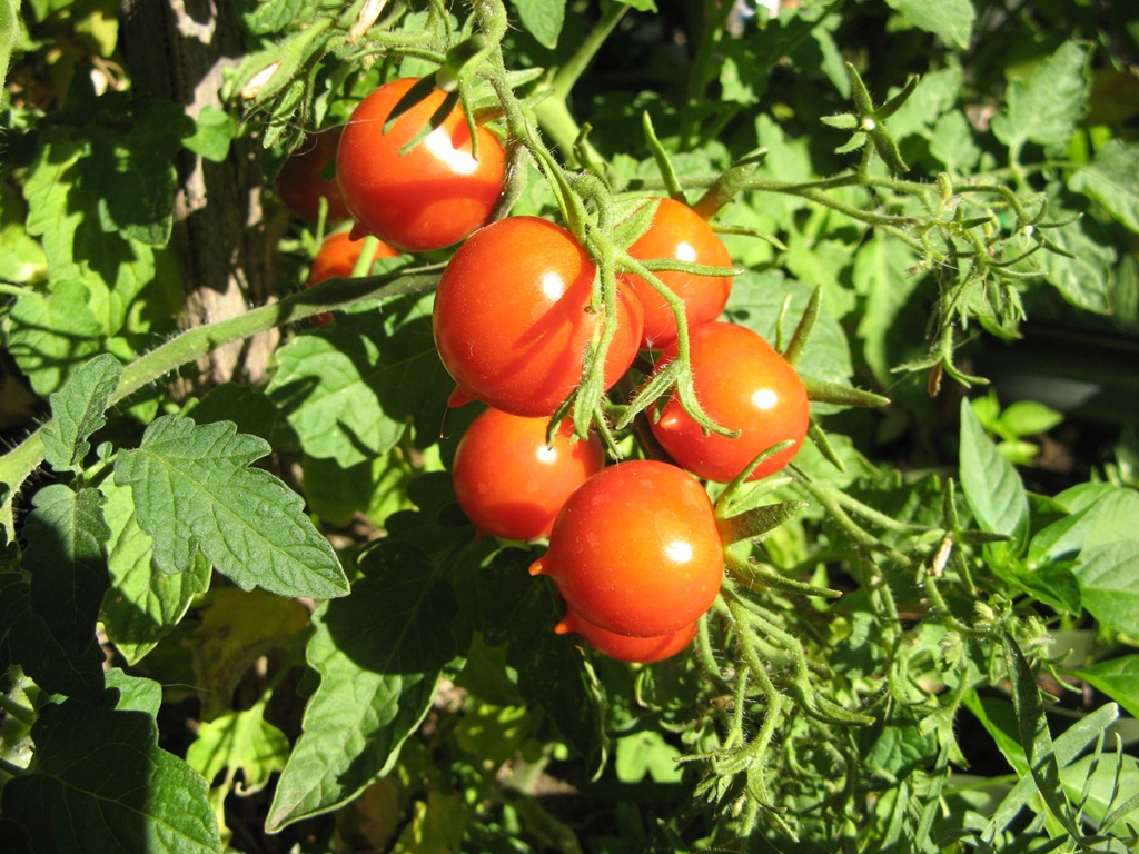 [Tomatoes-2.jpg]