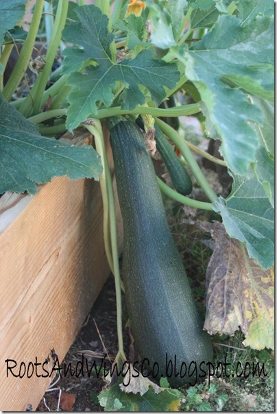 zucchini horn a