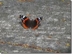 IMG_0027 Red Admiral