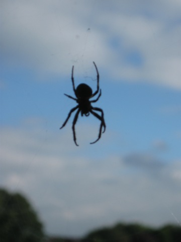 [IMG_0073 resident spider[2].jpg]