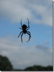 IMG_0073 resident spider