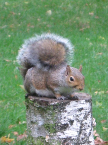 [IMG_0061 Squirrel perch[2].jpg]