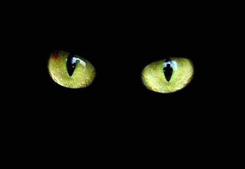 [gato-negro3.jpg]
