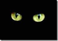 gato-negro