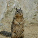 Ground Squirrel
