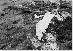 mendieta 1976 siluetas