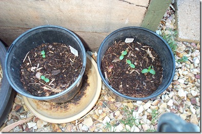 Garden 010
