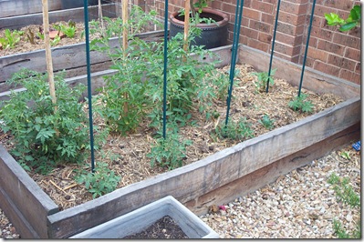 Veggie Patch 003