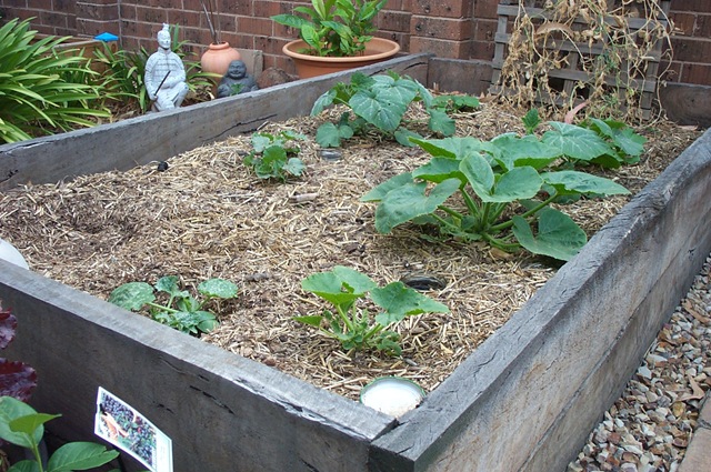 [Veggie Patch 007[3].jpg]