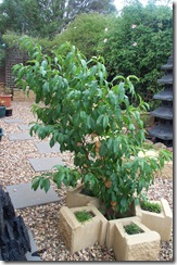 ANZAC Peach 1