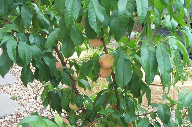 [ANZAC Peach 2[4].jpg]
