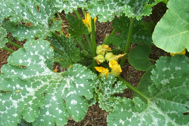 [Garden Update 009[3].jpg]