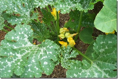 Garden Update 009