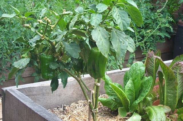 [Garden Update 012[3].jpg]