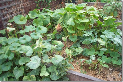 Burnt Garden 001