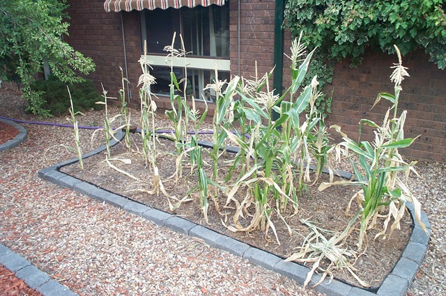 [Burnt Garden 008[3].jpg]